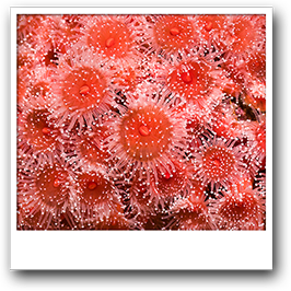 Strawberry Anemones